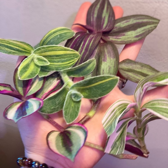 Rare tradescantia -pink dragon, variegated sillamontana, Evanesce, quadricolor - Picture 8 of 8